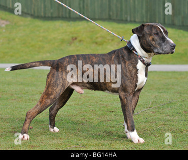 American Pitbull Terrier corps complet permanent Banque D'Images
