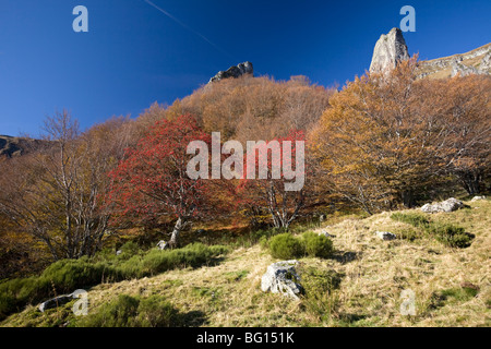 En automne, un Européen Rowan (Sorbus aucuparia) dans la Vallée de Chaudefour. Sorbier dans la Vallée de Chaudefour, en automne. Banque D'Images