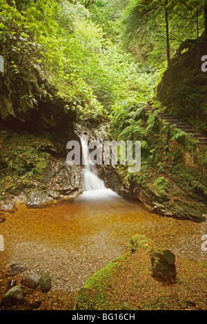 Puck's Glen Forest à pied à Invereck, près de Dunoon Banque D'Images
