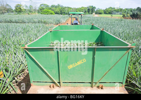 Man driving truck avec ananas biologiques récoltés, Costa Rica, Amérique Centrale Banque D'Images