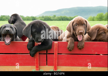 Labrador retriever puppies dans un chariot Banque D'Images