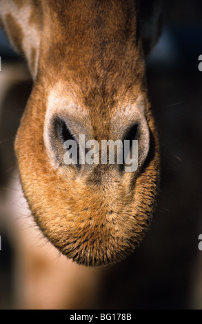 Girafe de la nez et des narines, de girafes d'Afrique de l'Ouest, le Niger, Nigéria ou Girafe Girafe (Giraffa camelopardalis peralta) Banque D'Images