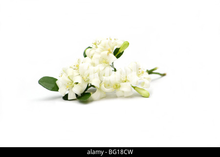 Close-up de fleurs de jasmin sur fond blanc Banque D'Images