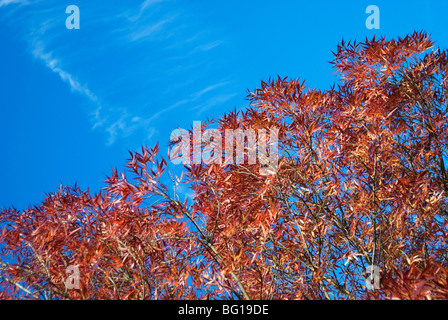 Frêne (Fraxinus Claret angus) arbre sur Wandsworth Common, London, UK Banque D'Images