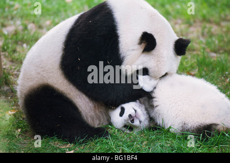 Panda géant jouant à réserver Pandas de Chengdu, province du Sichuan, Chine, Asie Banque D'Images