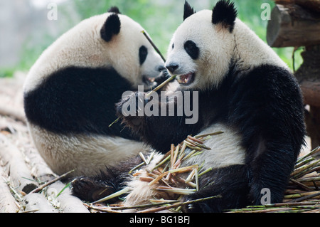 Grand panda eating bamboo à réserver Pandas de Chengdu, province du Sichuan, Chine, Asie Banque D'Images