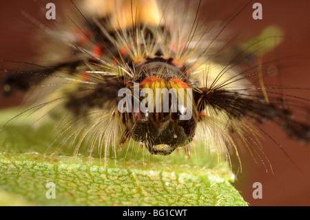 Espèce d'Vaporer tête de Caterpillar (Orgyia antiqua) Banque D'Images