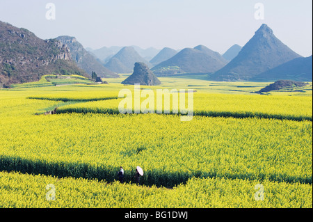 Un couple en train de marcher à travers les champs de fleurs de colza en fleur dans Chengdu, province du Yunnan, Chine, Asie Banque D'Images