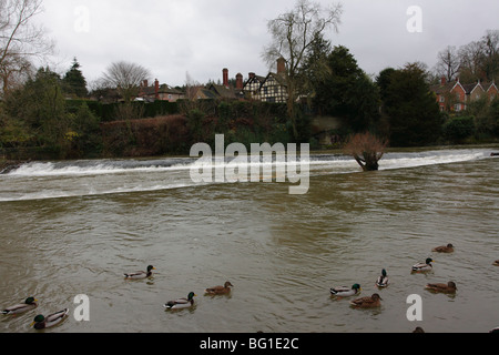 La rivière teme à Ludlow dans l'inondation. L'intégration de l'Charlton Arms Hotel à Ludford Bridge, Horseshoe Weir et riverside maisons. Banque D'Images