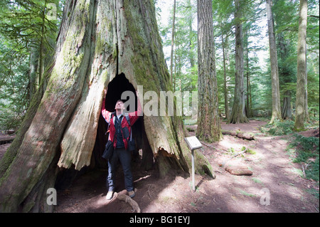 Un randonneur dans un tronc d'arbre creux, Cathedral Grove, MacMillan Parc provincial, l'île de Vancouver, Colombie-Britannique, Canada Banque D'Images