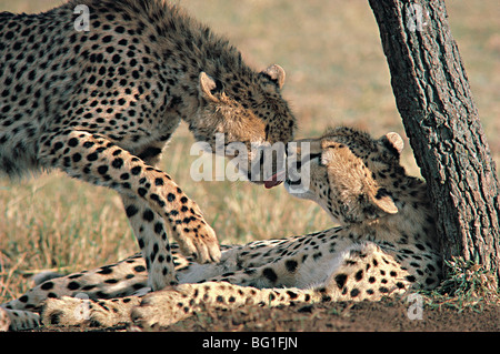 Cheetah inclinables de lécher le visage de son frère après l'alimentation. Le Masai Mara National Reserve, Kenya, Afrique de l'Est Banque D'Images