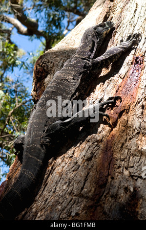 Goanna (Lace Monitor) (Varanus varius) lézard, autour de 2m de long, dans un arbre, Ben Boyd National Park, New South Wales, Australie Banque D'Images