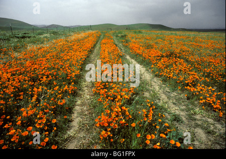 Une ferme la route à travers les fleurs sauvages (coquelicots de Californie) dans l'Antelope Valley, Californie Banque D'Images