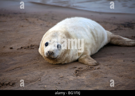 Bébé phoque gris posant sur la plage à Donna Nook, Somercoates, Lincolnshire, Angleterre Banque D'Images