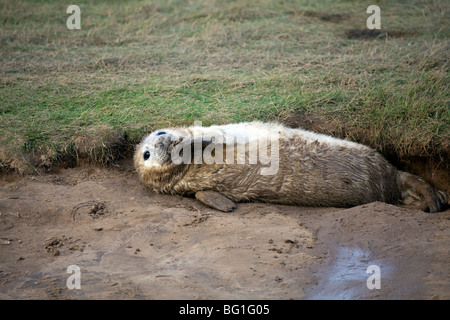 Bébé phoque gris posant sur la plage à Donna Nook, Somercoates, Lincolnshire, Angleterre Banque D'Images