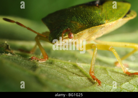 Shieldbug vert sur la feuille. Palomina Prasina, ordre des Hémiptères sous ordre Heteroptera Famille Acanthosomidae Banque D'Images