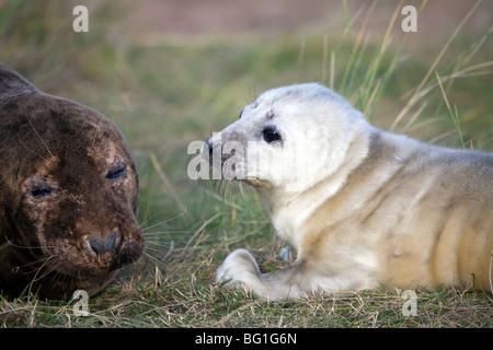 Bébé phoque gris posant sur la plage à Donna Nook, Somercoates, Lincolnshire, Angleterre Banque D'Images