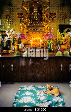 Un chat repose sur une housse de protection en face de l'autel et un Bouddha en or dans un temple bouddhiste à Yangon, Myanmar Banque D'Images