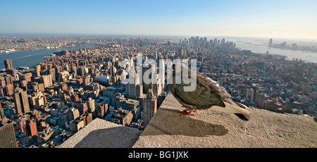 Pigeon se trouve sur corniche de Empire State Building tour d'observation. Lower Manhattan vu derrière l'oiseau. La ville de New York. Banque D'Images