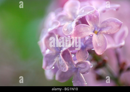 Fleurs lilas avec des gouttes de pluie Banque D'Images