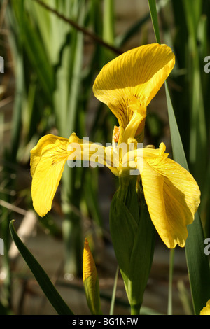 Drapeau jaune Iris pseudacorus Iris Iridaceae Famille montrant en gros plan dans la floraison de fleurs plante macro de Marsh et endroits humides Banque D'Images