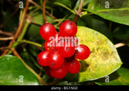 Baies de Chèvrefeuille Lonicera Espèce Famille Caprifoliaceae fruit rouge Banque D'Images