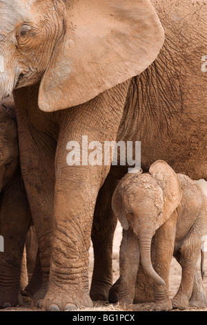 L'éléphant et le bébé (Loxodonta africana), l'Addo Elephant National Park, Eastern Cape, Afrique du Sud, l'Afrique Banque D'Images