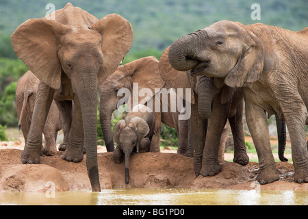 Troupeau d'éléphants (Loxodonta africana), l'Addo Elephant National Park, Eastern Cape, Afrique du Sud, l'Afrique Banque D'Images