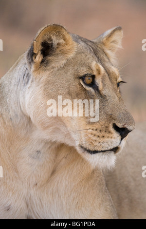 Lioness (Panthera leo), Kgalagadi Transfrontier Park, Afrique du Sud, l'Afrique Banque D'Images