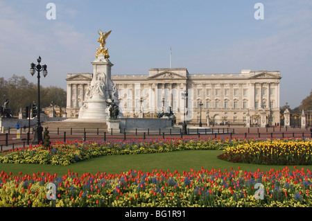 Tulipes de printemps au palais de Buckingham, Londres, Angleterre, Royaume-Uni, Europe Banque D'Images