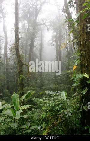 La Forêt de nuages de Santa Elena, la réserve naturelle du Costa Rica ...