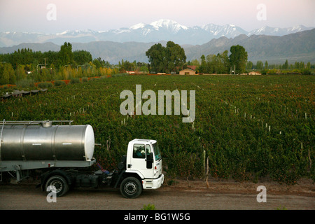 Vue sur les vignobles de Vistalba winery et plus haut sommet des montagnes des Andes, Cerro Aconcagua, Lujan de Cuyo, Mendoza, Argentine Banque D'Images