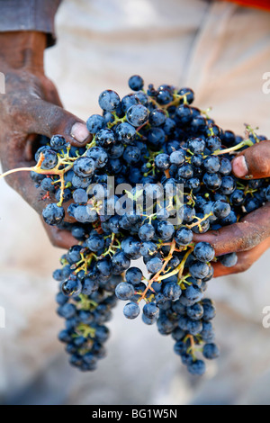 Worker holding récolte de raisins Malbec, Mendoza, Argentine, Amérique du Sud Banque D'Images