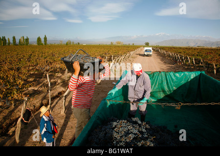 Vendanges dans un vignoble dans la région de Lujan de Cuyo avec les Andes en arrière-plan, Mendoza, Argentine, Amérique du Sud Banque D'Images