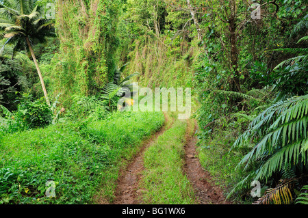 Piste 4X4, vallée de Tupapa, Rarotonga, îles Cook, Pacifique Sud, Océan Pacifique Banque D'Images