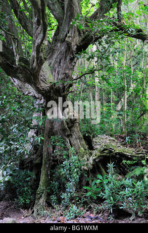 Rainforest, vallée de Turangi, Rarotonga, îles Cook, Pacifique Sud, Océan Pacifique Banque D'Images