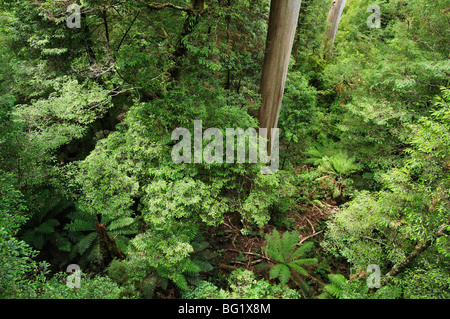 Rainforest, Mont Donna Buang, Parc National de Yarra, Victoria, Australie, Pacifique Banque D'Images