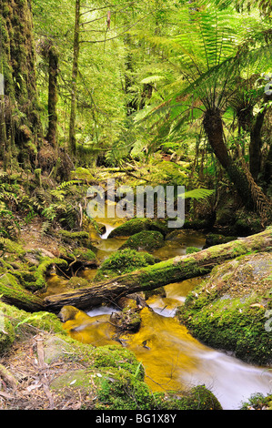 Ruisseau de la forêt tropicale, le Mont Donna Buang, Parc National de Yarra, Victoria, Australie, Pacifique Banque D'Images