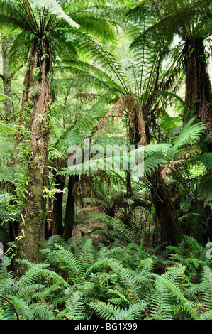 Les fougères arborescentes, Dandenong Ranges National Park, Victoria, Australie, Pacifique Banque D'Images