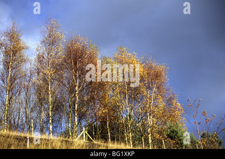 Silver Birch arbres croissant sur un terrain qui a été officiellement une Birchenwood Coalpit appelé Banque D'Images