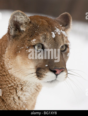 Mountain lion ou le couguar (Felis concolor) dans la neige, près de Bozeman, Montana, États-Unis d'Amérique, Amérique du Nord Banque D'Images