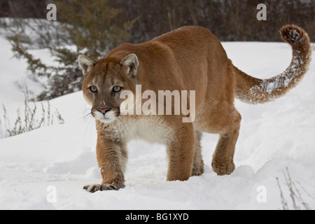 Mountain lion ou le couguar (Felis concolor) dans la neige, près de Bozeman, Montana, États-Unis d'Amérique, Amérique du Nord Banque D'Images