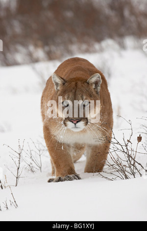 Mountain lion ou le couguar (Felis concolor) dans la neige, près de Bozeman, Montana, États-Unis d'Amérique, Amérique du Nord Banque D'Images