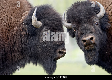 Deux bisons (Bison bison) Taureaux face off, le Parc National de Yellowstone, Wyoming, États-Unis d'Amérique, Amérique du Nord Banque D'Images