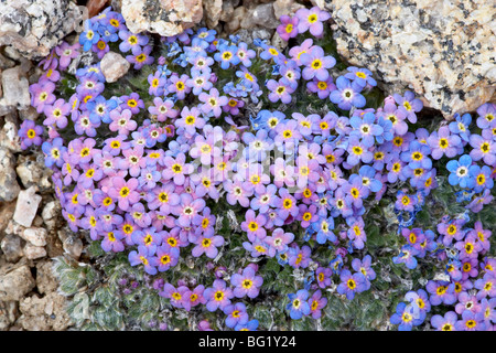 Alpine forget-me-not (Eritrichium nanum), Mount Evans, Colorado, États-Unis d'Amérique, Amérique du Nord Banque D'Images