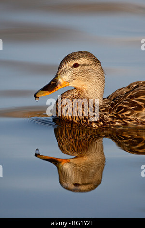 Female mallard (Anas platyrhynchos), Stern Park, Littleton, Colorado, États-Unis d'Amérique, Amérique du Nord Banque D'Images