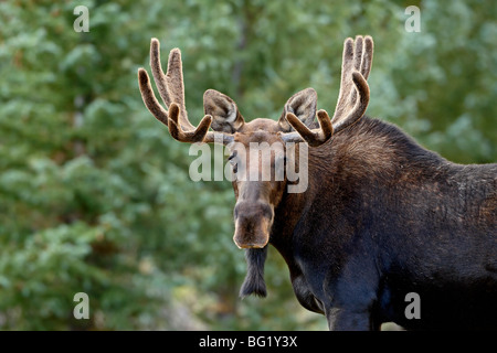 Orignal (Alces alces), Roosevelt National Forest, Colorado, États-Unis d'Amérique, Amérique du Nord Banque D'Images