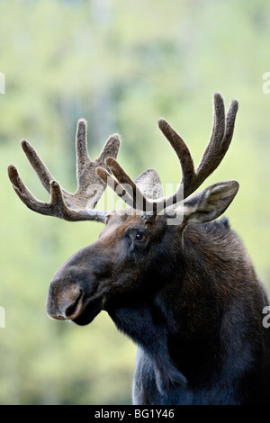 Orignal (Alces alces), Roosevelt National Forest, Colorado, États-Unis d'Amérique, Amérique du Nord Banque D'Images