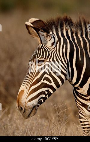 Le Zèbre de Grévy (Equus grevyi), Samburu National Reserve, Kenya, Afrique de l'Est, l'Afrique Banque D'Images