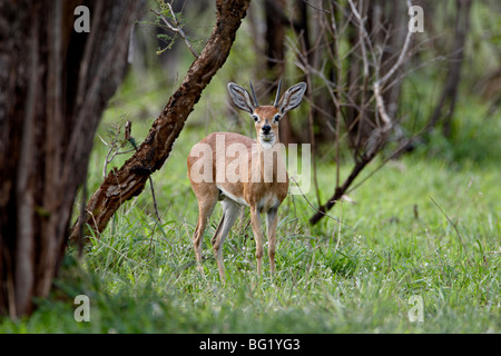 Steenbok Raphicerus campestris (mâle), Kruger National Park, Afrique du Sud, l'Afrique Banque D'Images